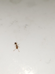 Monomorium pharaonis