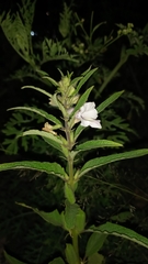 Sesamum indicum