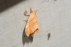 Drepana bilineata