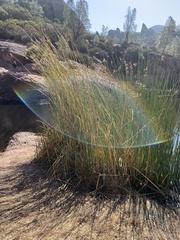 Schoenoplectus californicus