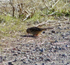 Zonotrichia atricapilla
