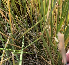 Schoenoplectus californicus