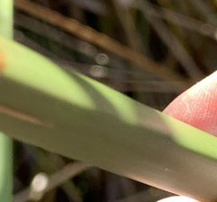 Schoenoplectus californicus