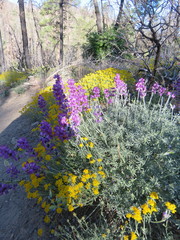 Lupinus excubitus austromontanus