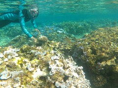 Neoniphon sammara