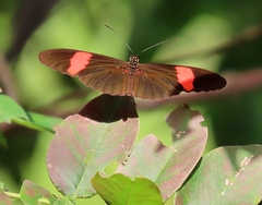 Heliconius erato hydara