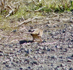 Zonotrichia atricapilla