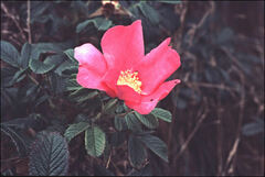 Rosa rugosa