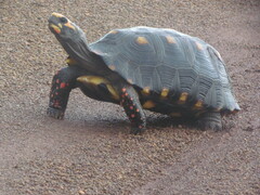 Chelonoidis carbonarius