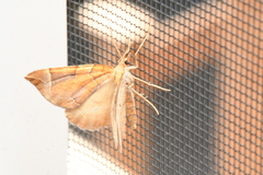 Eulithis testata
