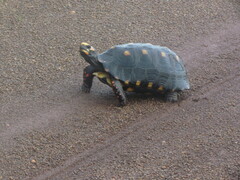 Chelonoidis carbonarius