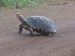 Chelonoidis carbonarius