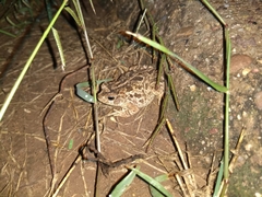Incilius mazatlanensis