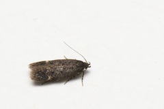 Bryotropha similis