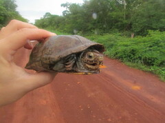 Kinosternon scorpioides scorpioides