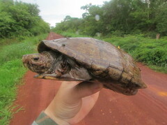 Kinosternon scorpioides scorpioides