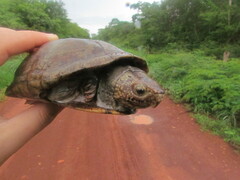 Kinosternon scorpioides scorpioides