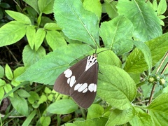 Nyctemera lacticinia