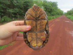 Kinosternon scorpioides scorpioides