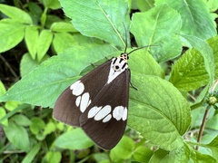 Nyctemera lacticinia