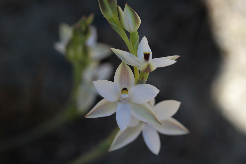 Common Sun Orchid from Korimako track, Days Bay, Lower Hutt, NZ on
