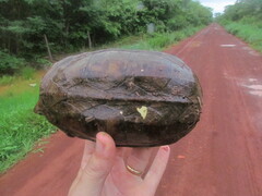 Kinosternon scorpioides scorpioides