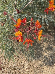 Caesalpinia pulcherrima