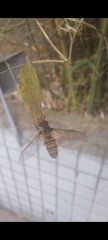 Episyrphus