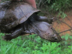 Kinosternon scorpioides scorpioides