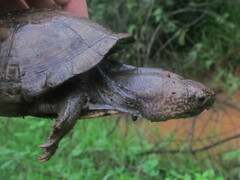 Kinosternon scorpioides scorpioides
