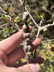 Andricus chrysolepidicola