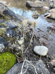 Hordeum