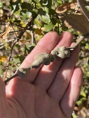 Andricus chrysolepidicola