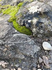 Hordeum