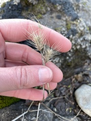 Hordeum