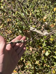 Andricus chrysolepidicola