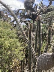 Borzicactus sepium