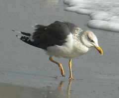 Larus fuscus graellsii