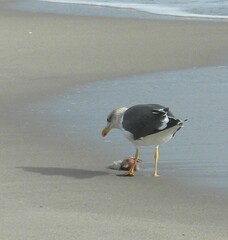 Larus fuscus graellsii