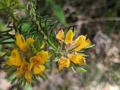 Phyllota phylicoides