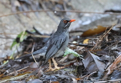 Turdus plumbeus