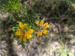 Phyllota phylicoides