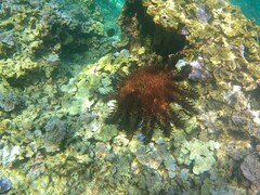 Acanthaster planci