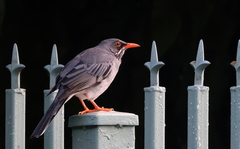 Turdus plumbeus
