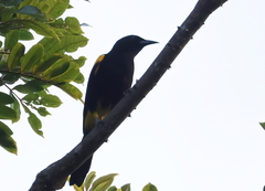 Icterus portoricensis