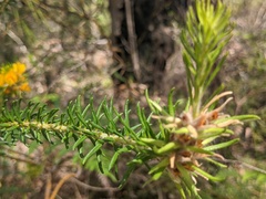 Phyllota phylicoides