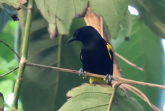 Icterus portoricensis