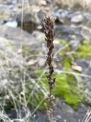 Epilobium densiflorum