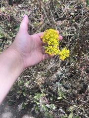 Kalanchoe densiflora