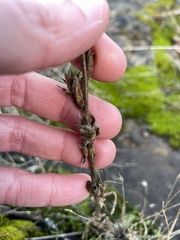 Epilobium densiflorum